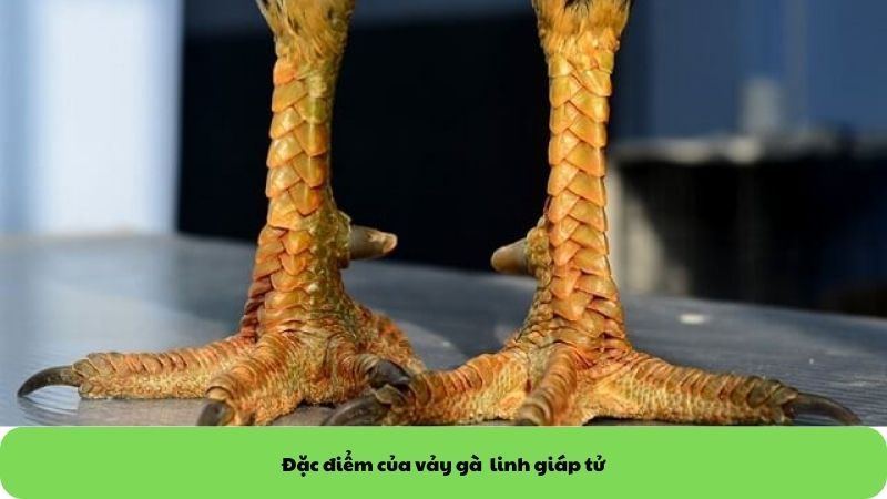 Đặc điểm của vảy gà linh giáp tử