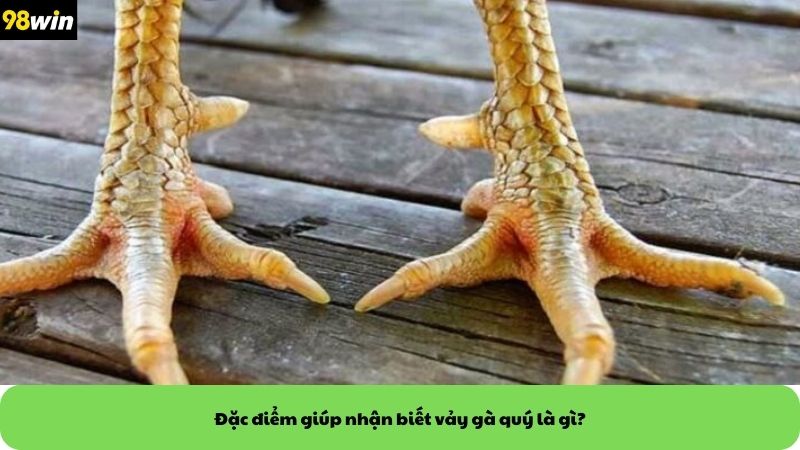 Đặc điểm giúp nhận biết vảy gà quý là gì