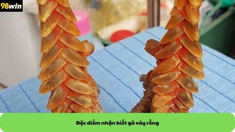Đặc điểm nhận biết gà vảy rồng