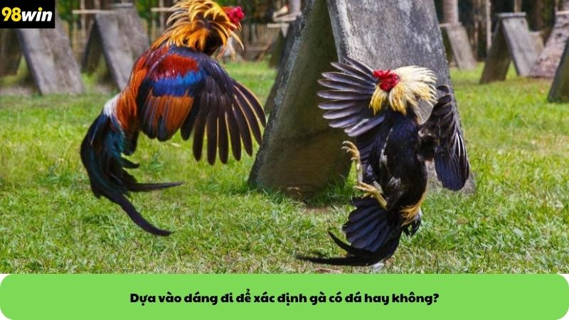 Dựa vào dáng đi để xác định gà có đá hay không