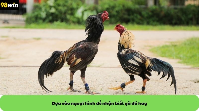 Dựa vào ngoại hình để nhận biết gà đá hay