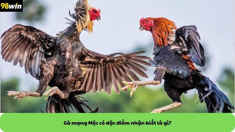 Gà mạng Mộc có đặc điểm nhận biết là gì