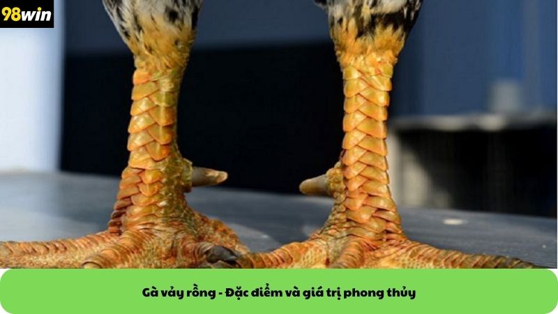 gà vảy rồng