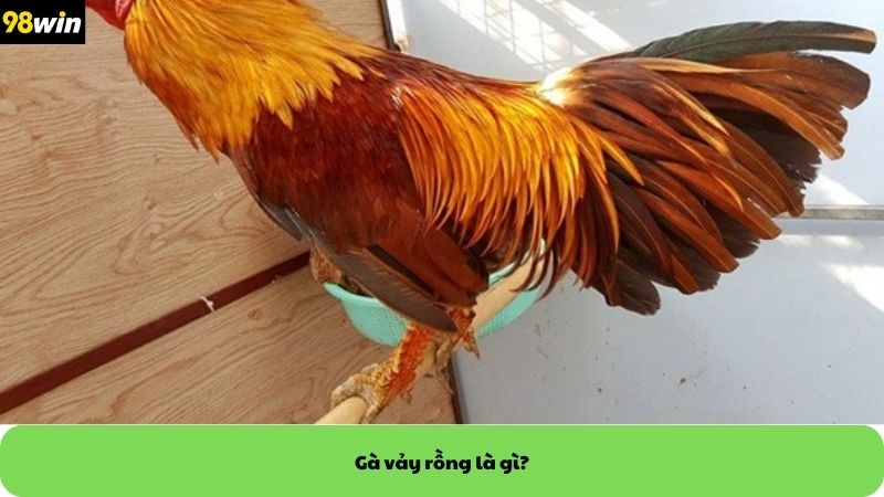 Gà vảy rồng là gì?