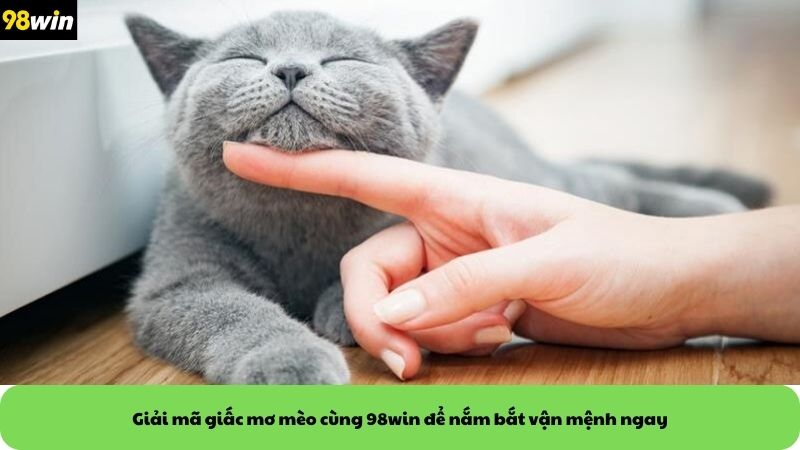 Giải mã giấc mơ mèo cùng 98win để nắm bắt vận mệnh ngay