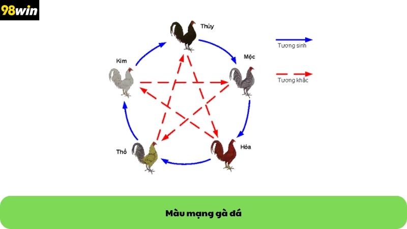 màu mạng gà đá