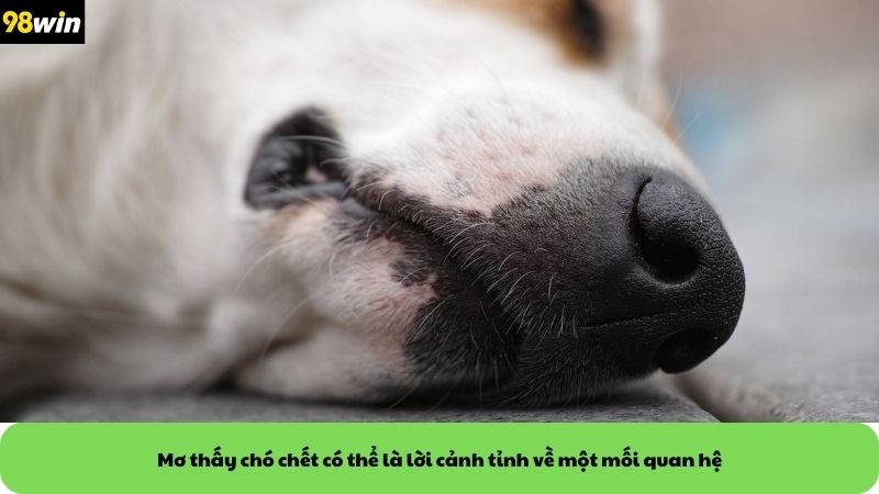 Mơ thấy chó chết có thể là lời cảnh tỉnh về một mối quan hệ