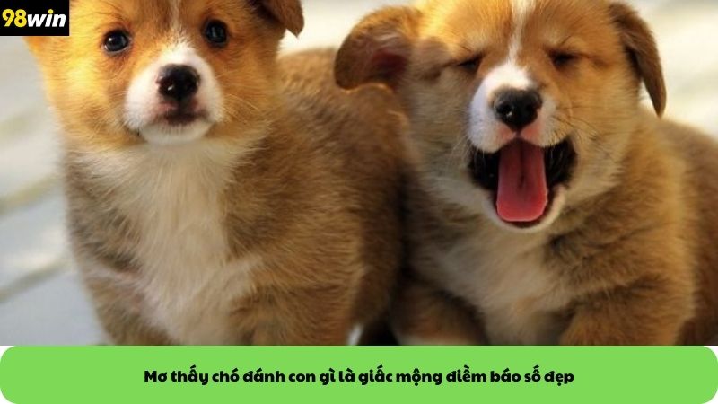 Mơ thấy chó đánh con gì là giấc mộng điềm báo số đẹp