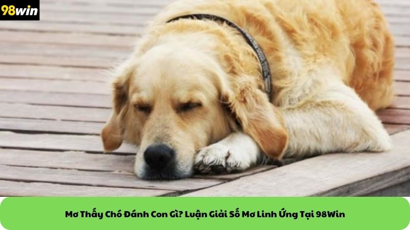 mơ thấy chó đánh con gì
