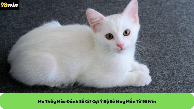 mơ thấy mèo