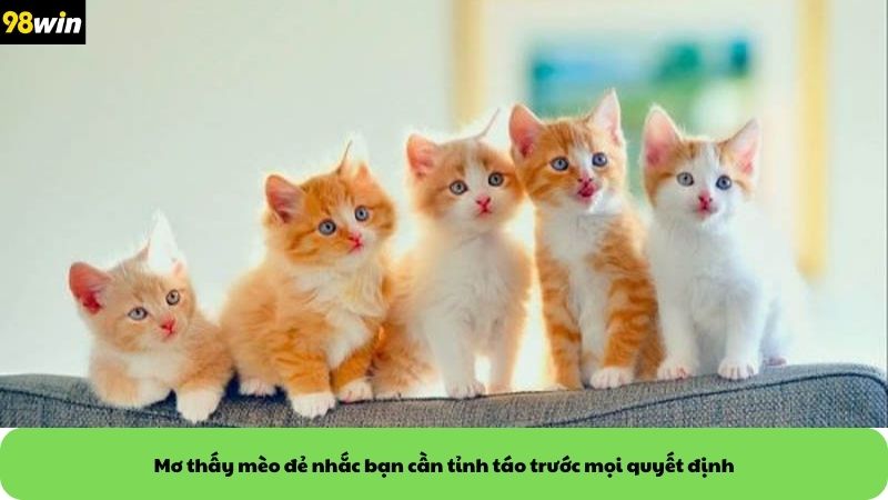 Mơ thấy mèo đẻ nhắc bạn cần tỉnh táo trước mọi quyết định