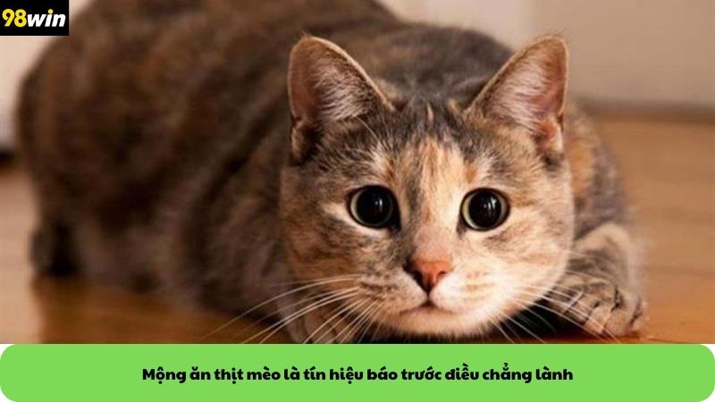 Mộng ăn thịt mèo là tín hiệu báo trước điều chẳng lành