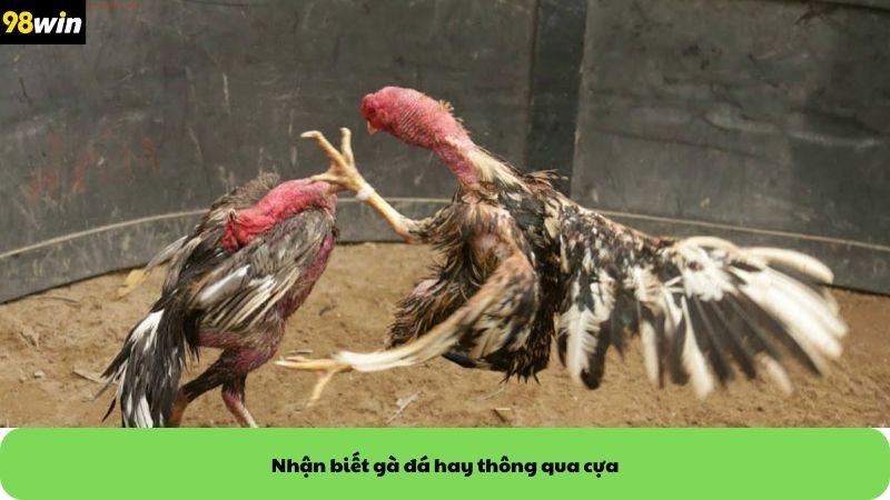 Nhận biết gà đá hay thông qua cựa