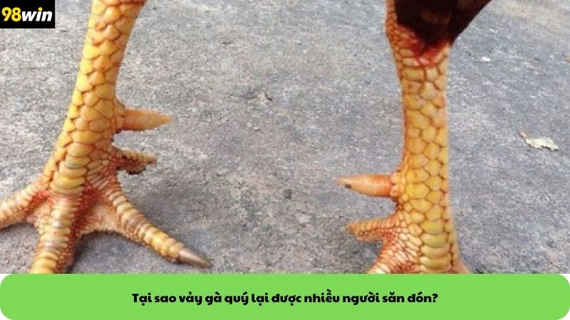 Tại sao vảy gà quý lại được nhiều người săn đón