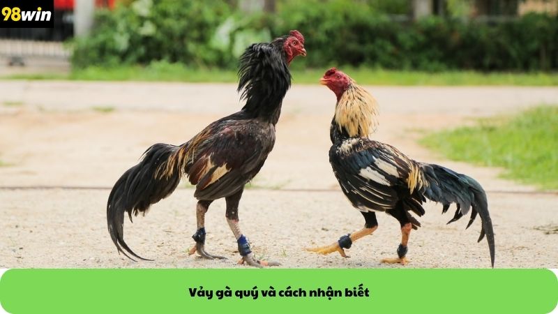 vảy gà quý