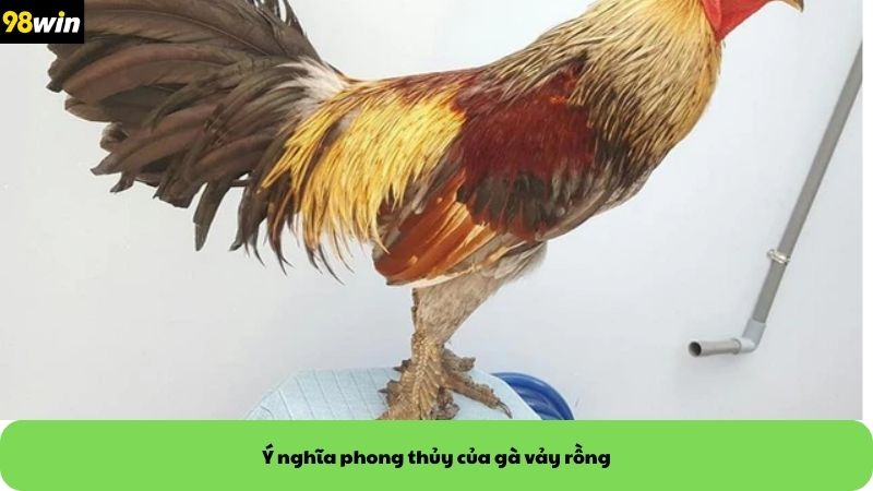 Ý nghĩa phong thủy của gà vảy rồng
